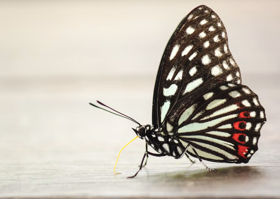 Schmetterling mit schwarz-weissen Flügeln