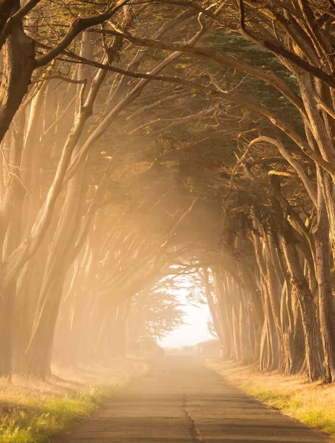 Sonnenlicht am Ende eines Waldwegs unter einem Baumtunnel